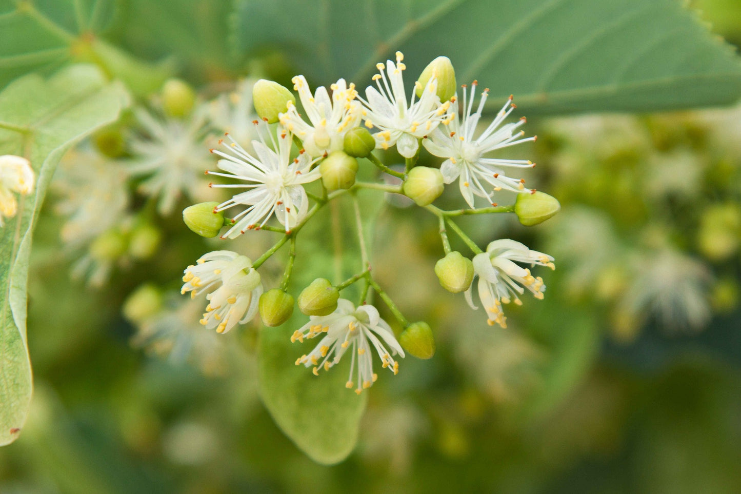 Natural Linden Honey by Big Buzz Orchestra. Linden flower image for Big Buzz Orchestra page Flavors.